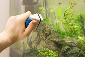 Male hand cleaning aquarium using magnetic cleaner.