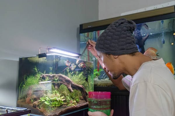 An Asian man enjoys his hobby by feeding colorful fish in a beautifully arranged aquascape aquarium. The serene indoor setting highlights themes of relaxation, leisure, and personal enjoyment. This lifestyle stock image is ideal for illustrating concepts of home hobbies, aquarium care, and stress relief. Perfect for blogs, social media, or marketing campaigns that emphasize relaxation, mindfulness, and the joy of connecting with nature through aquascaping.