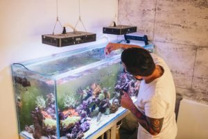 Bearded man testing quality of water from his reef tank.