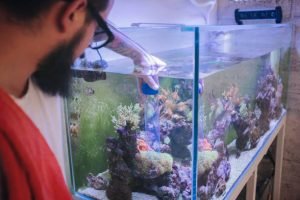 Bearded man cleaning reef tank.